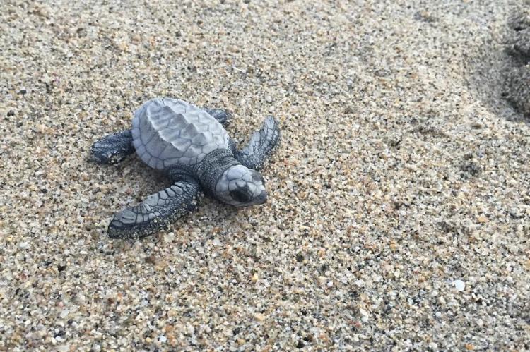 Sayulita sea turtle